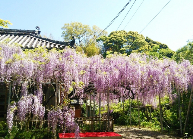 潮音山 太江寺