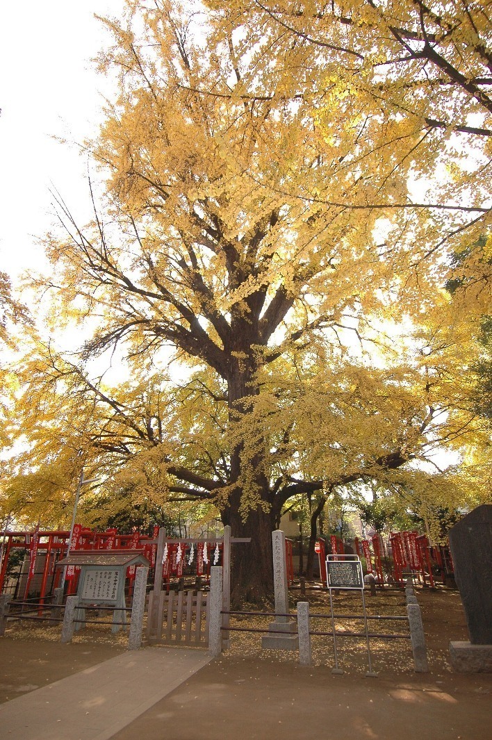 雑司ヶ谷 鬼子母神