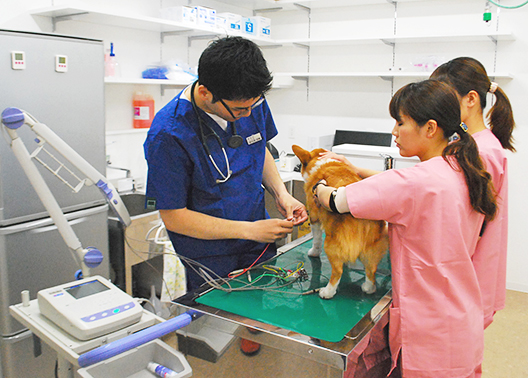 エルフペットクリニック 熊本県熊本市中央区 動物病院 E Navita イーナビタ 駅周辺 街のスポット情報検索サイト