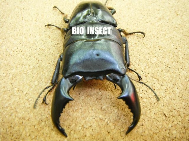 BIO INSECT