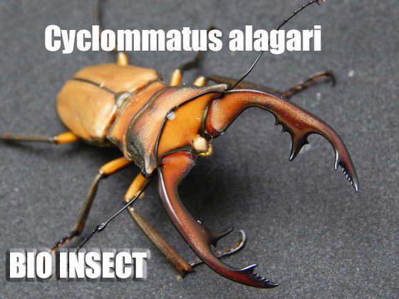 BIO INSECT