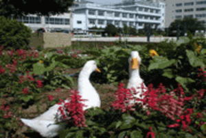 鎌ケ谷市立西部小学校