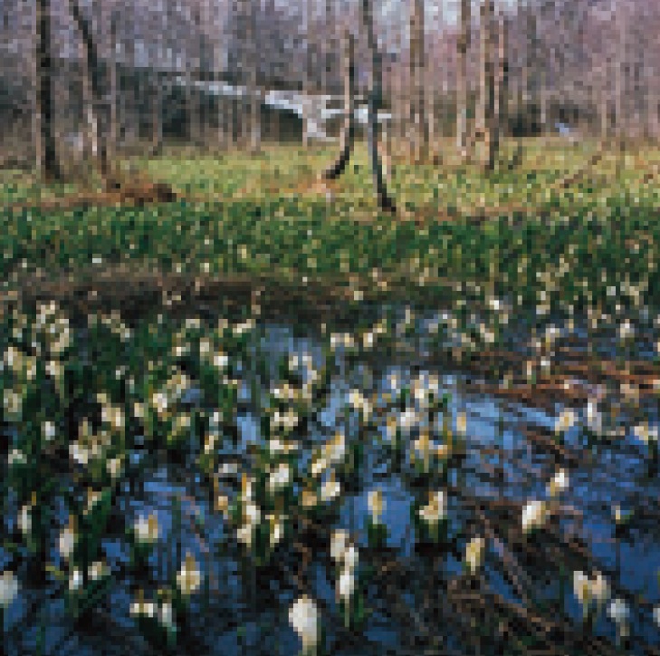 奥裾花自然公園