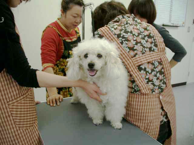 秋田ペット美容学院