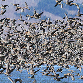 宮島沼水鳥・湿地センター