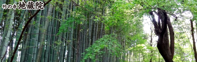 地蔵院(竹の寺)